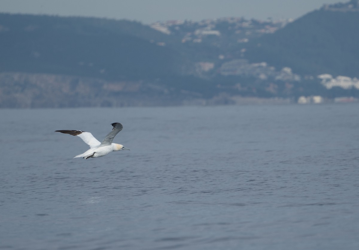 Northern Gannet - ML646051061