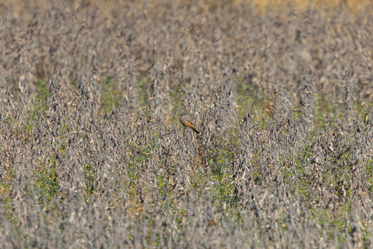 Say's Phoebe - ML646051063