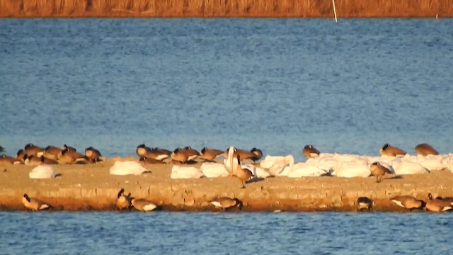 American White Pelican - ML646051064