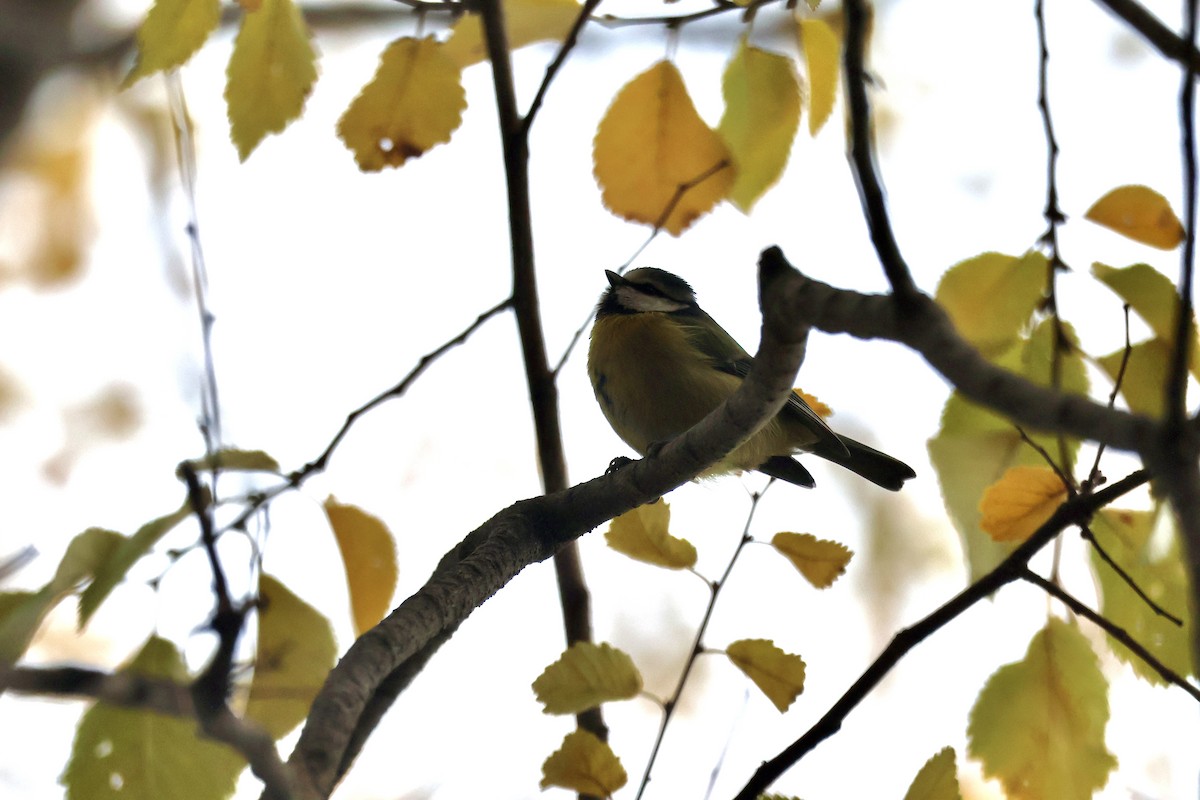 Herrerillo Común - ML646051068