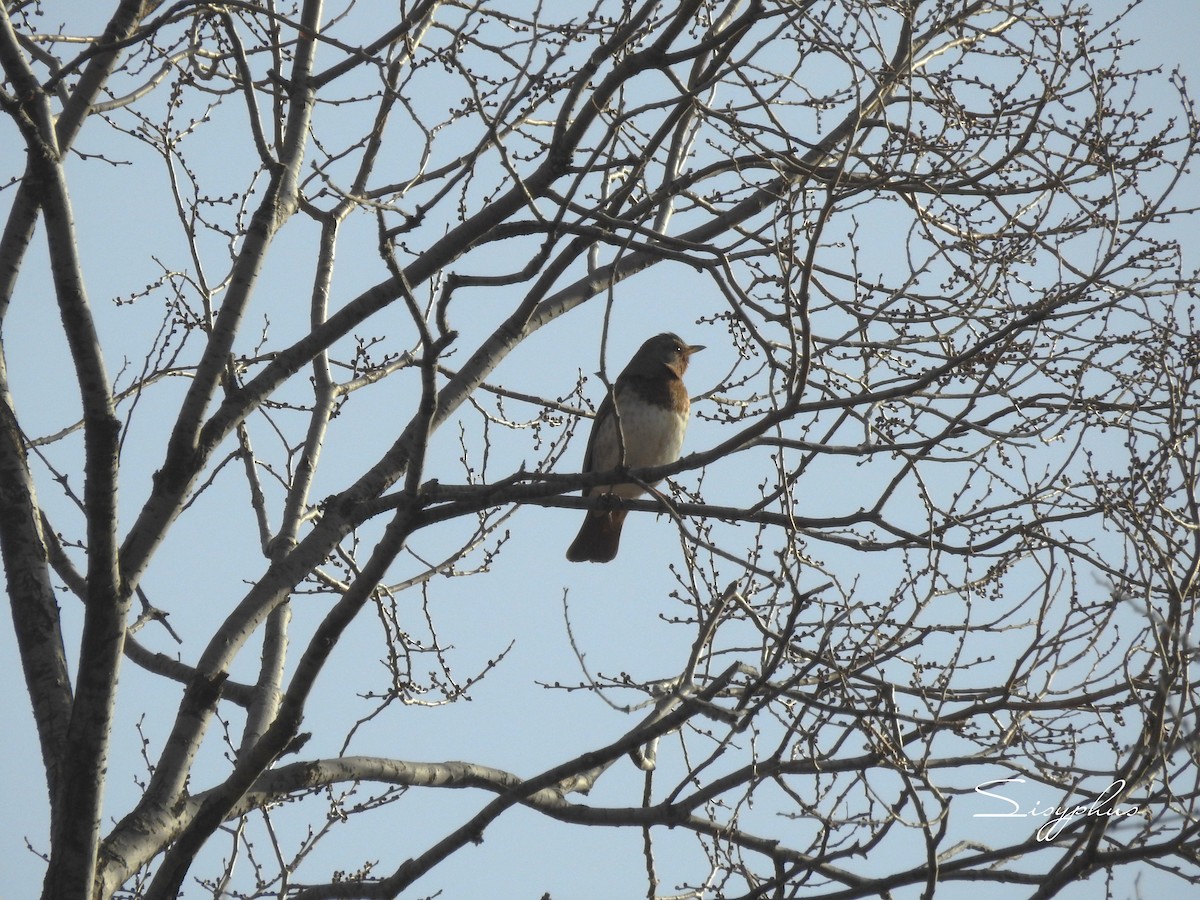 ノドアカツグミ - ML646051072