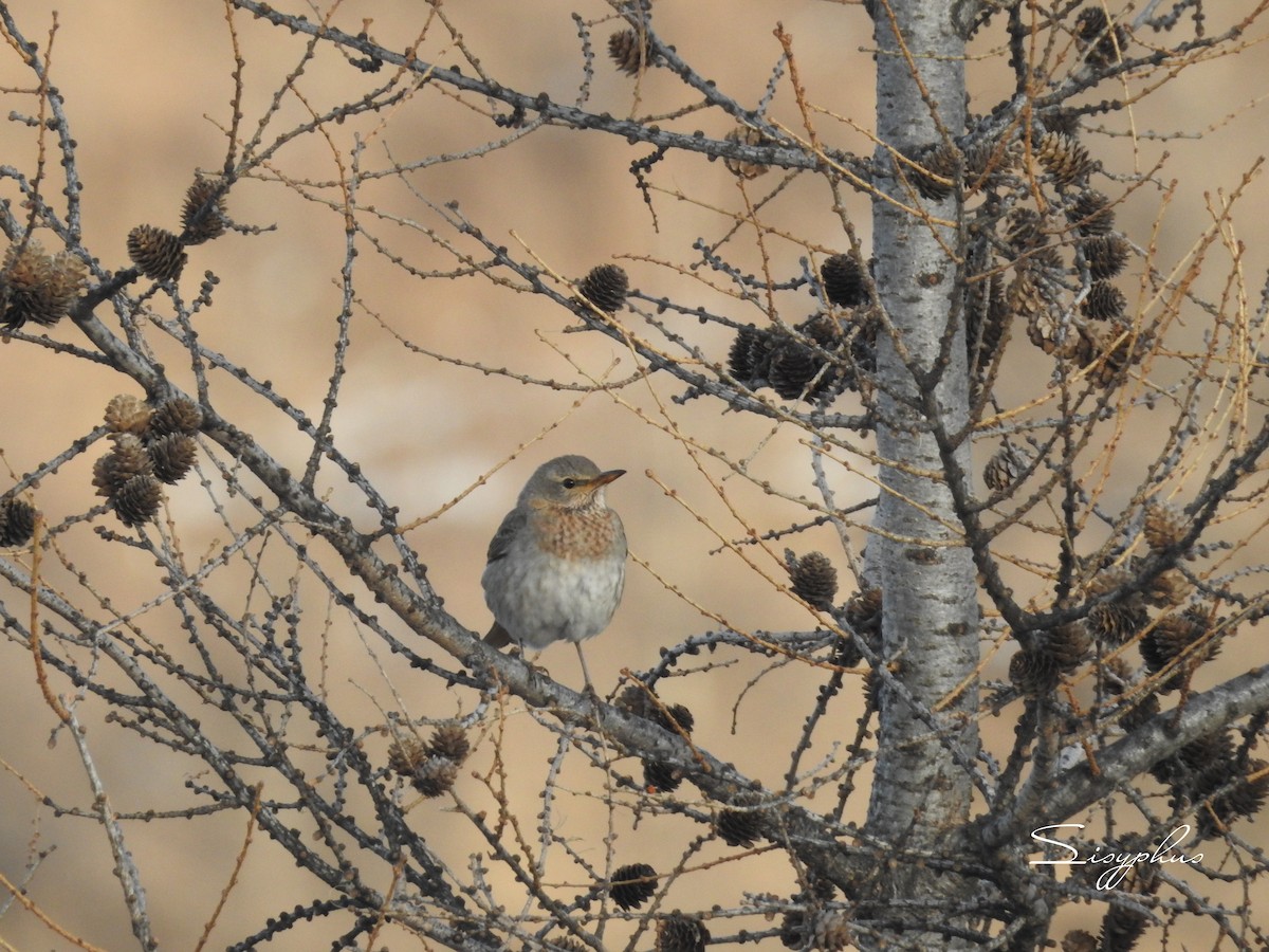 ノドアカツグミ - ML646051074