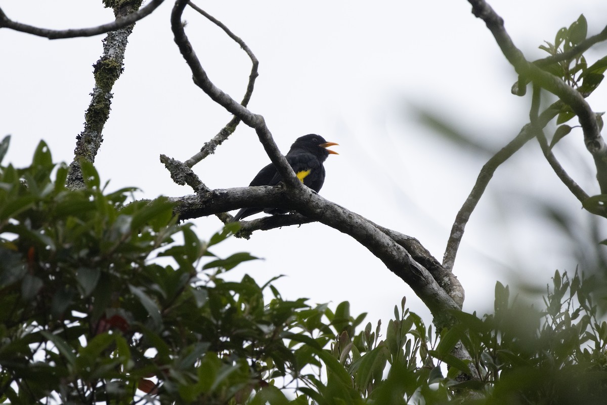 Black-and-gold Cotinga - ML646051076