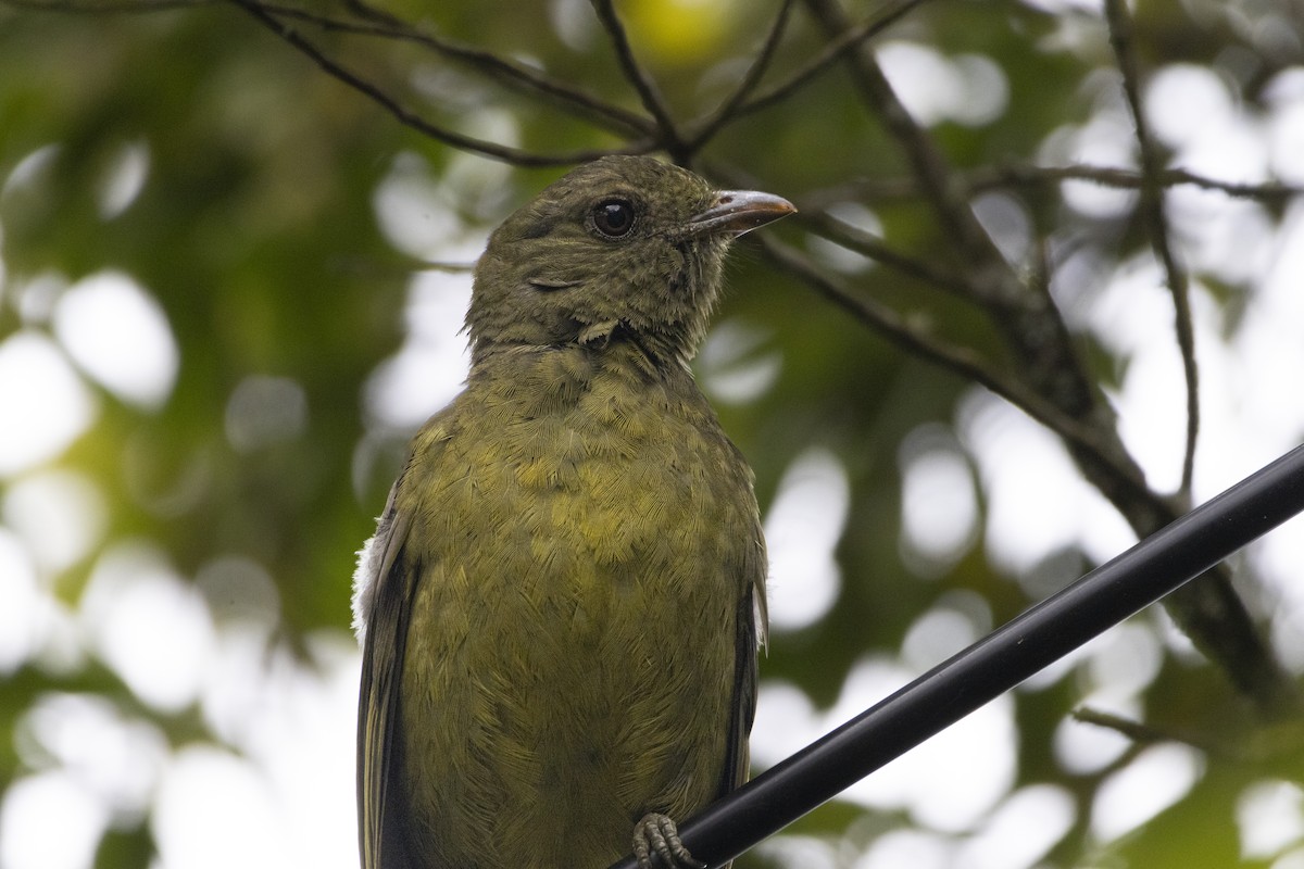 Black-and-gold Cotinga - ML646051077