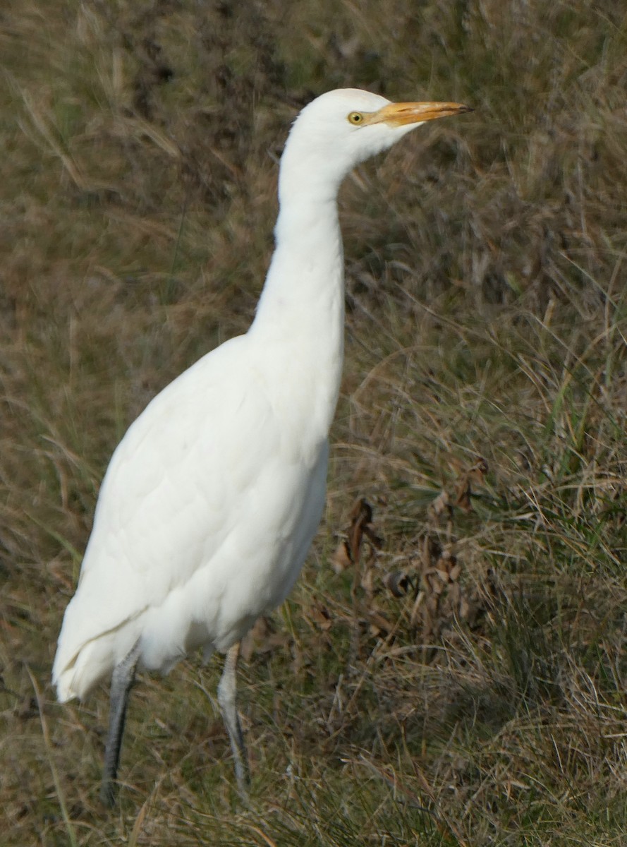 volavka rusohlavá - ML646051079