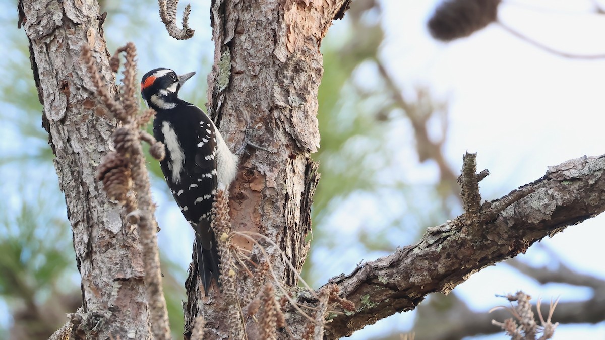 strakapoud americký - ML646051085