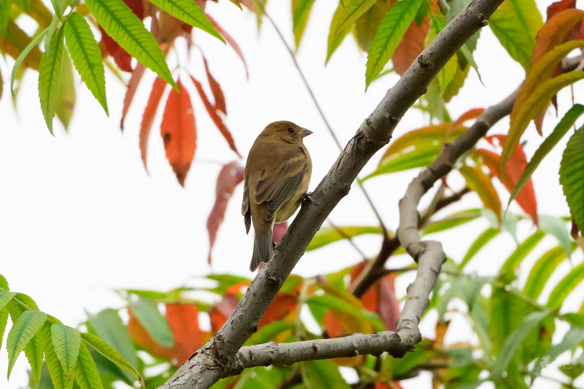 Индиговый колорин - ML646051090