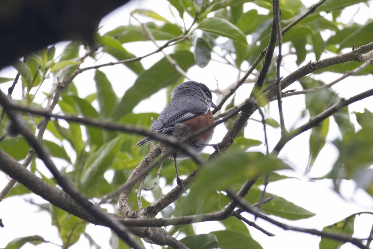 Bay-chested Warbling Finch - ML646051094