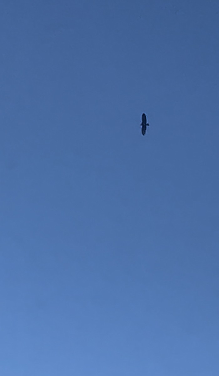 Bald Eagle - ML646051097