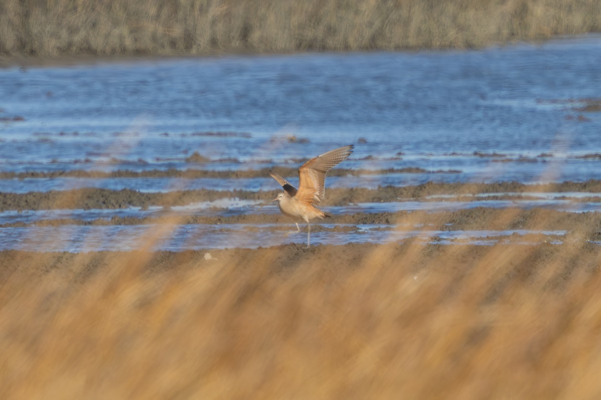 Long-billed Curlew - ML646051102