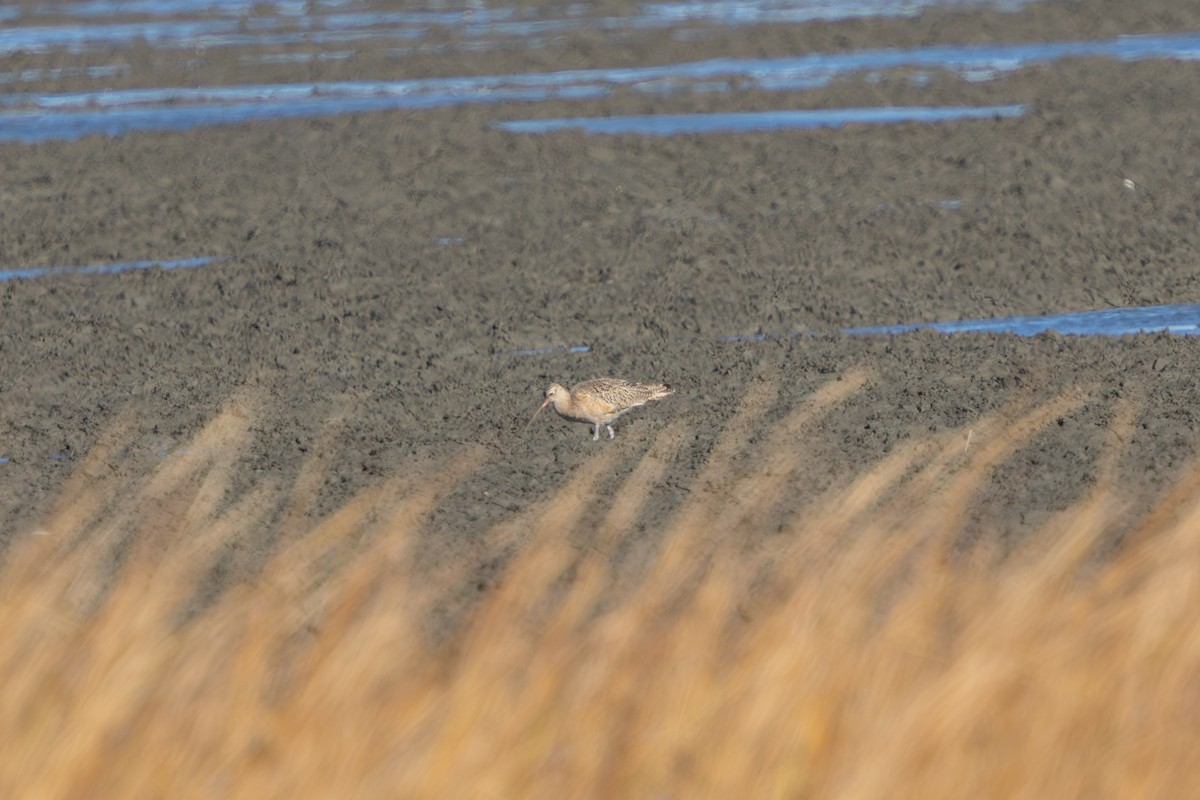 Long-billed Curlew - ML646051103