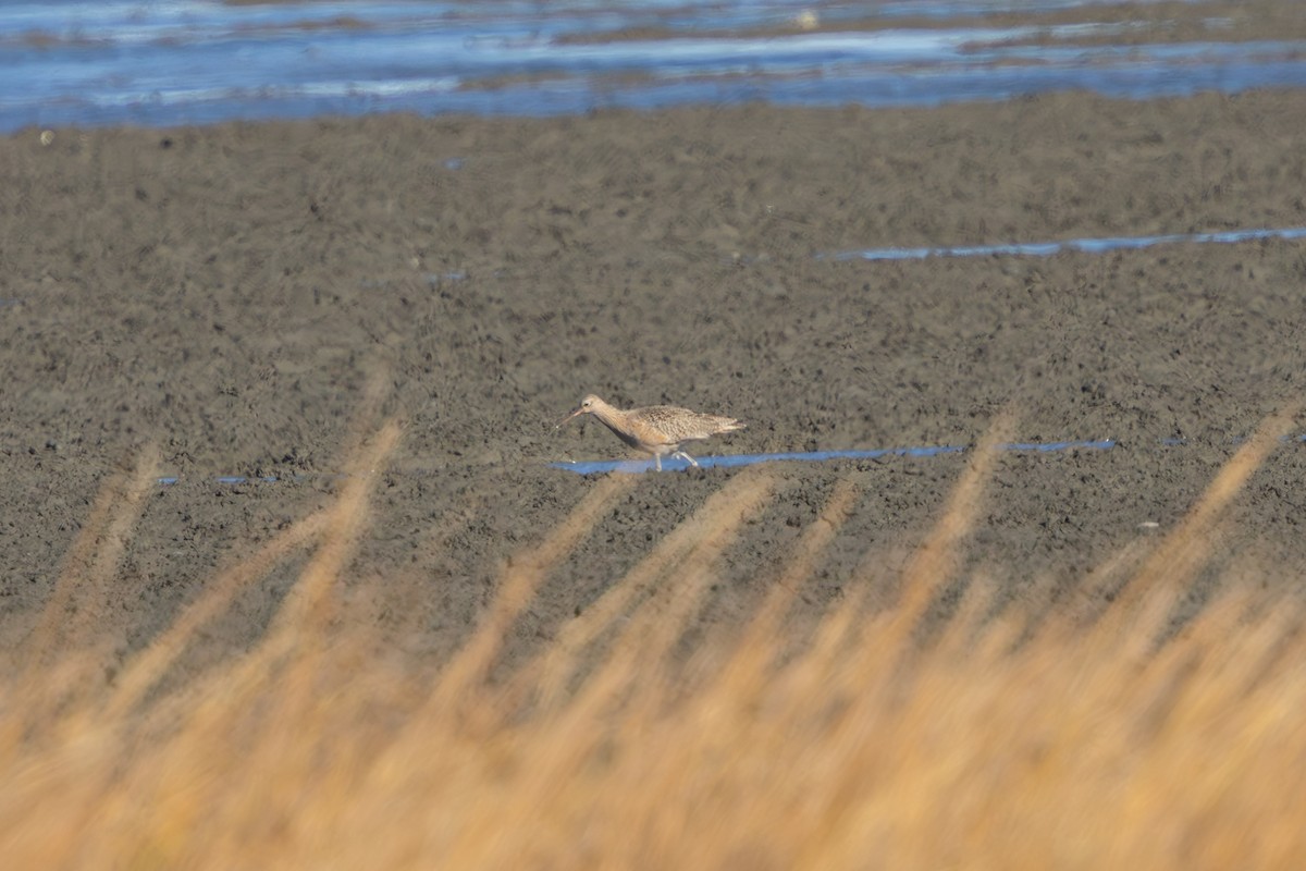 Long-billed Curlew - ML646051104