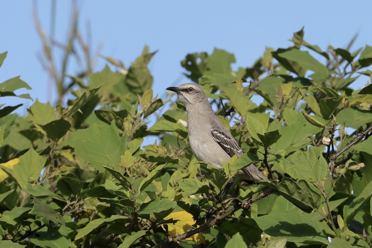 Tropical Mockingbird - ML646051105