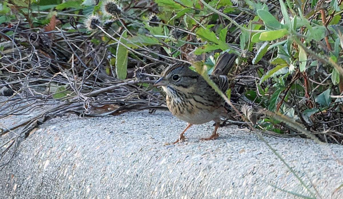 Lincoln's Sparrow - ML646051107