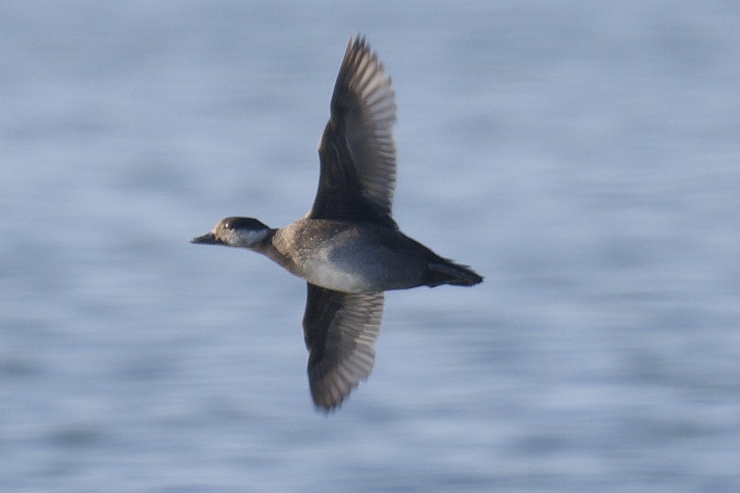 amerikasvartand - ML646051111