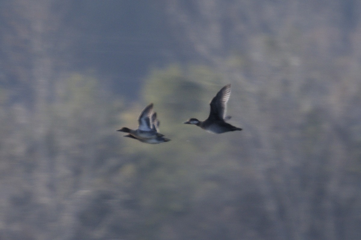 amerikasvartand - ML646051112