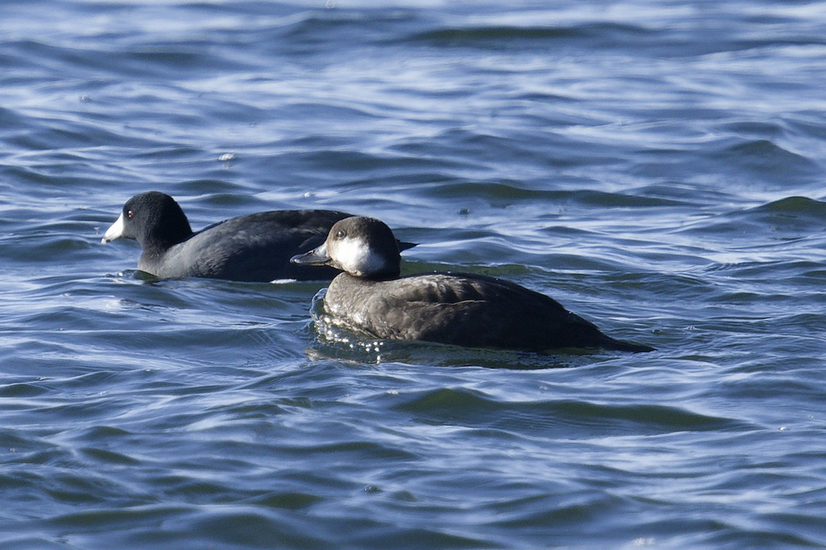 amerikasvartand - ML646051113