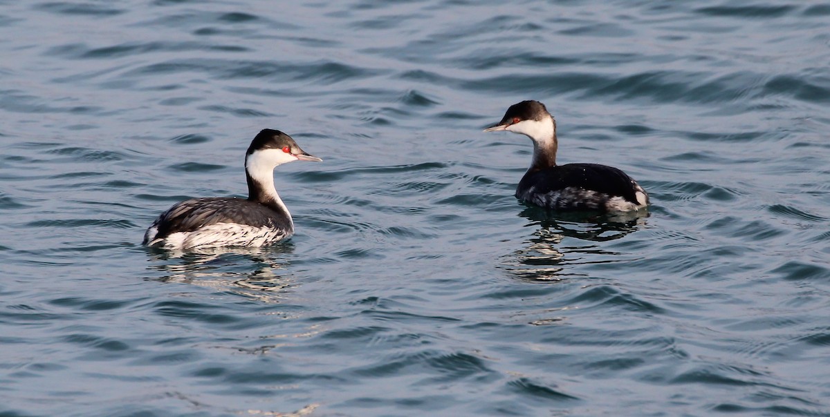 Красношейная поганка - ML646051131