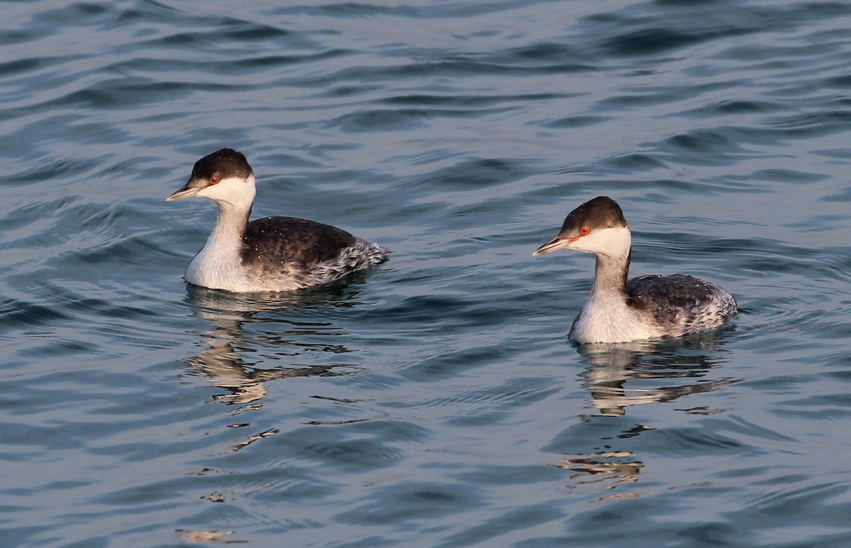 Красношейная поганка - ML646051132