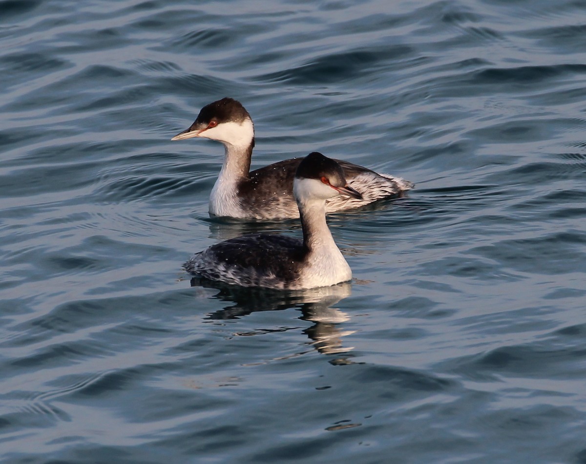 Красношейная поганка - ML646051133