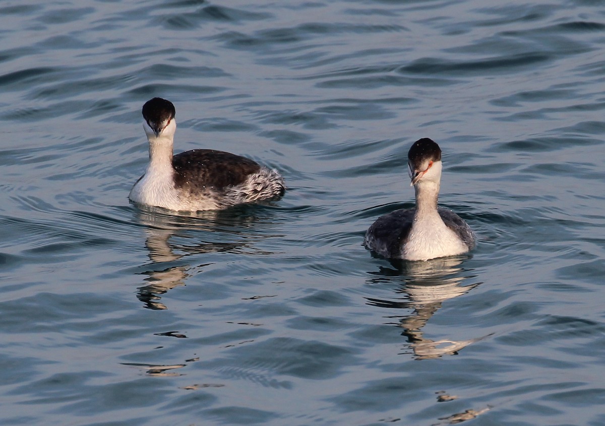 Красношейная поганка - ML646051134