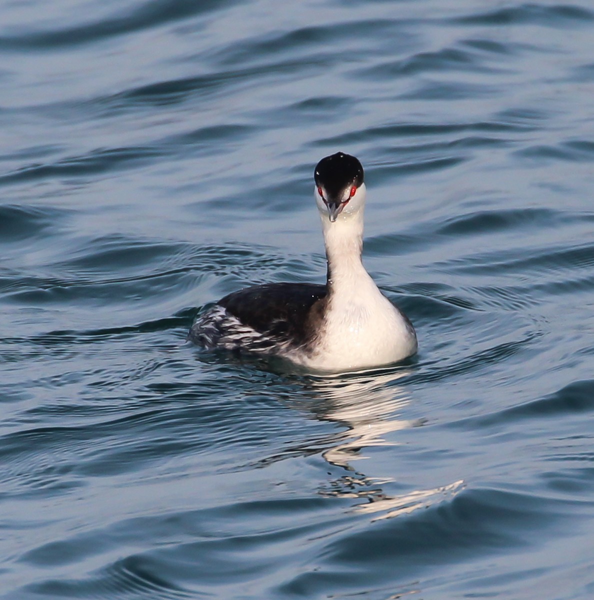 Красношейная поганка - ML646051135