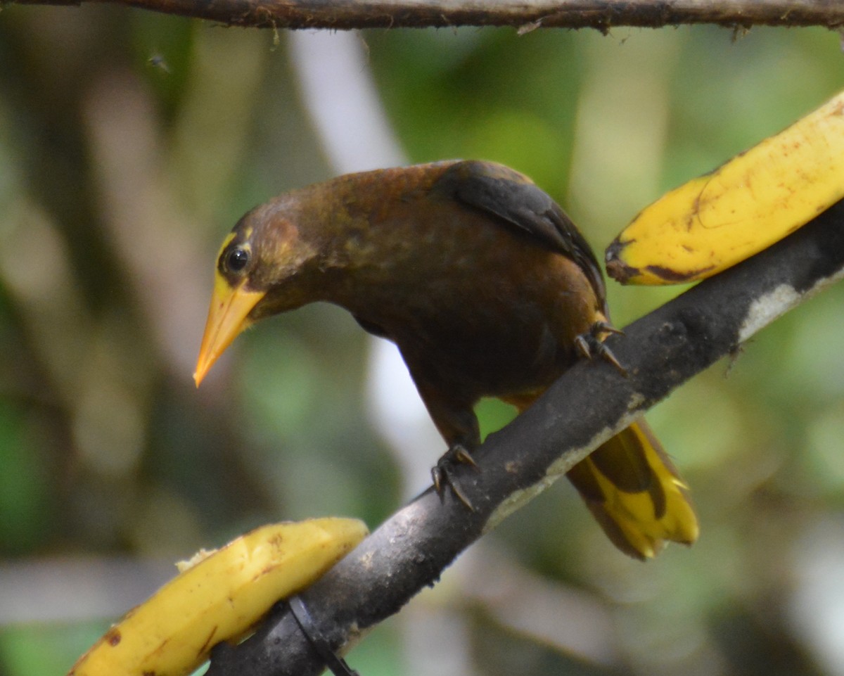 Russet-backed Oropendola - ML646051136
