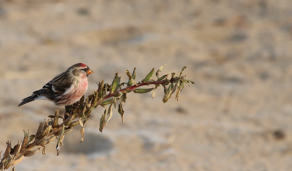 Redpoll (Common) - ML646051137