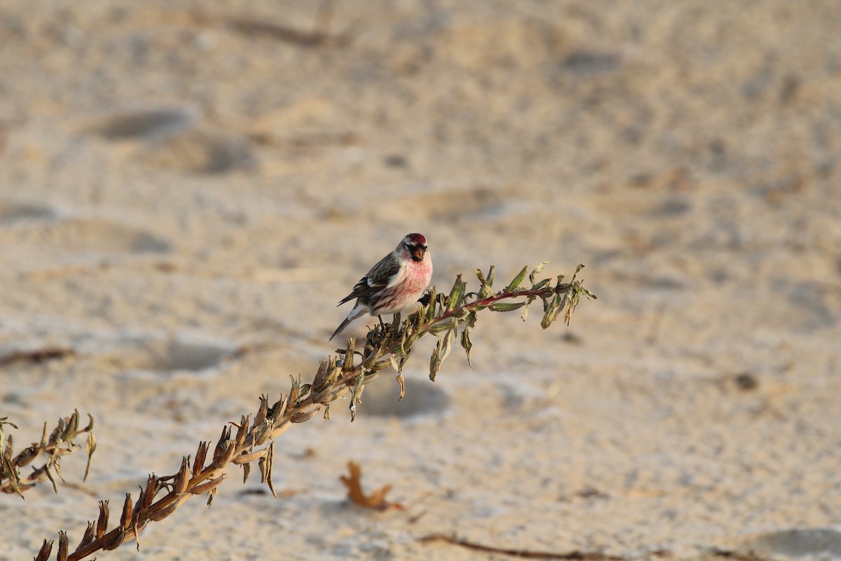 Redpoll (Common) - ML646051138