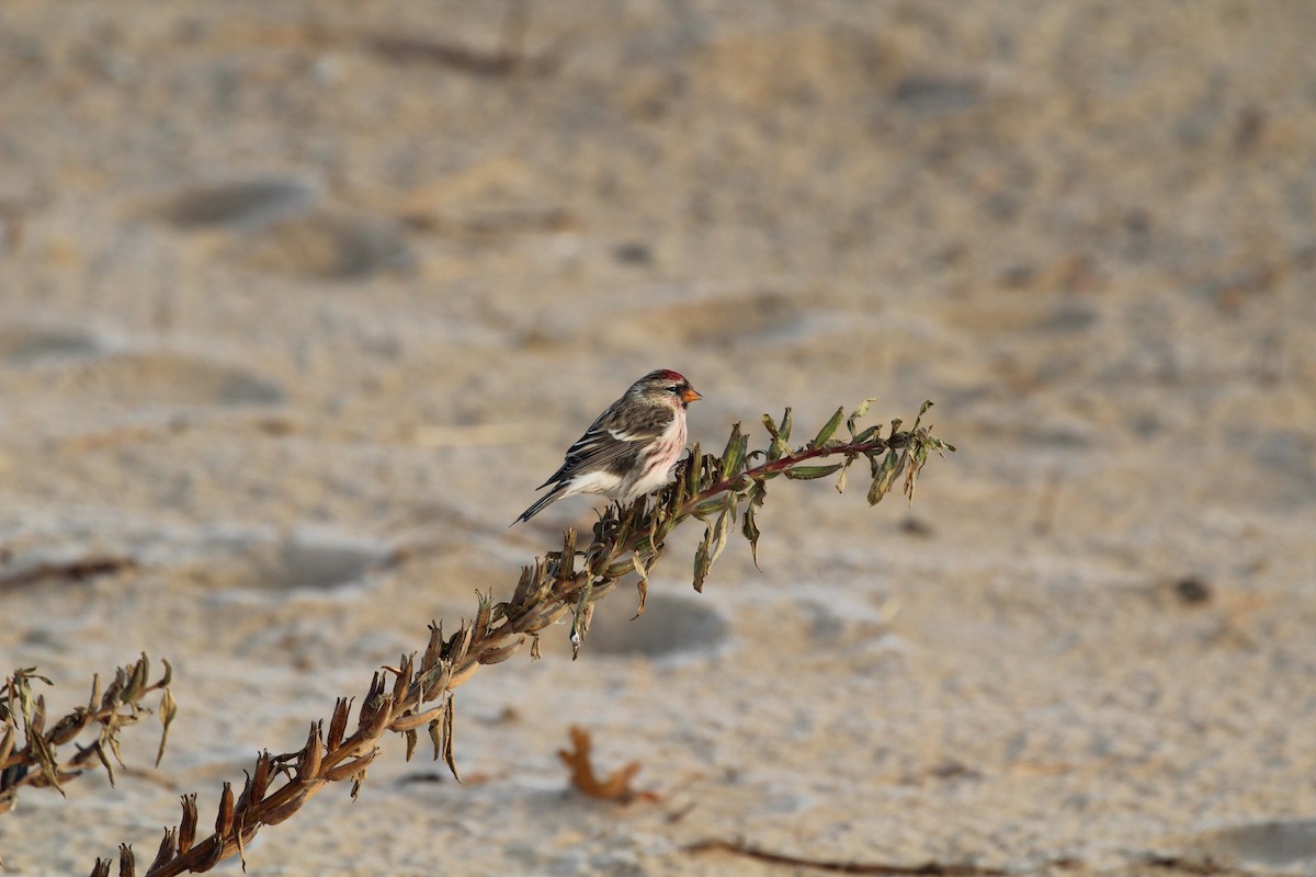 Redpoll (Common) - ML646051139