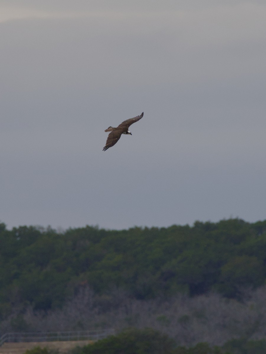 Osprey - ML646051166