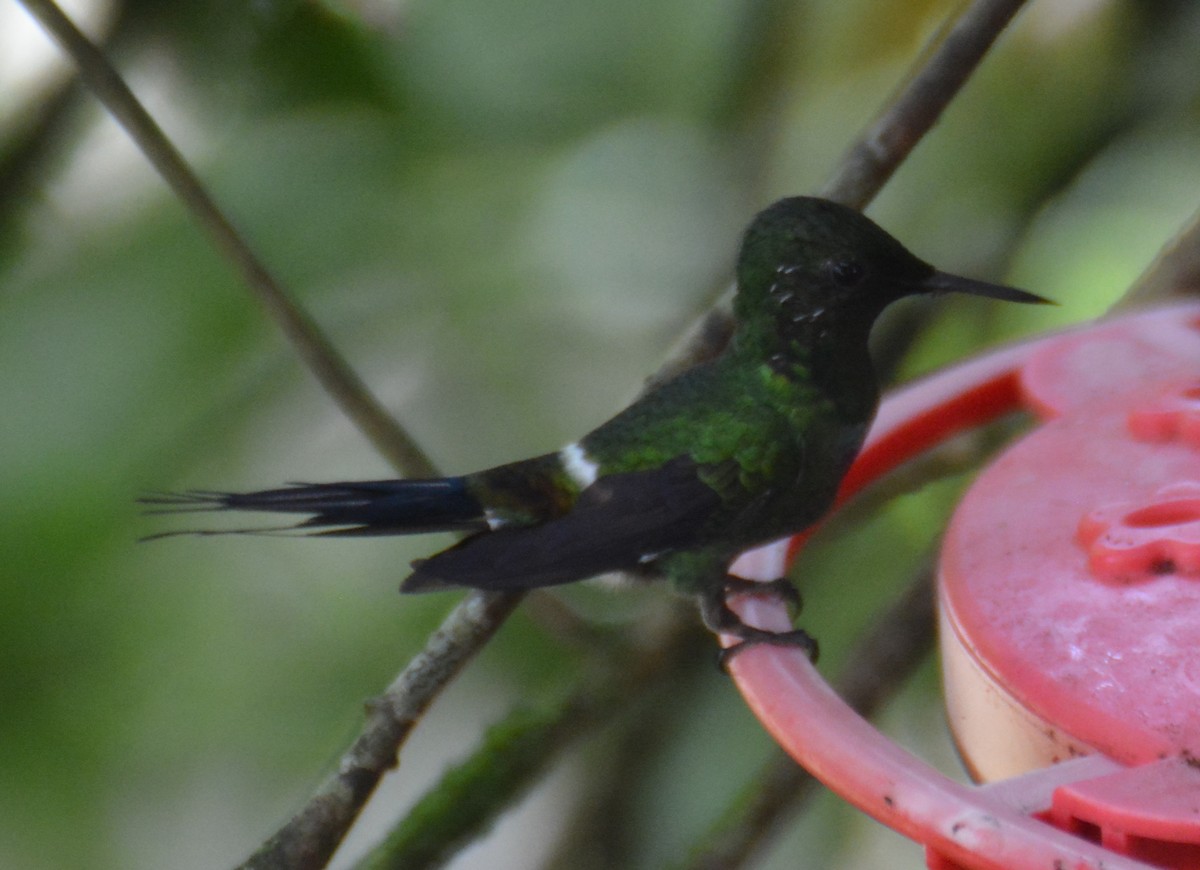 Green Thorntail - ML646051171