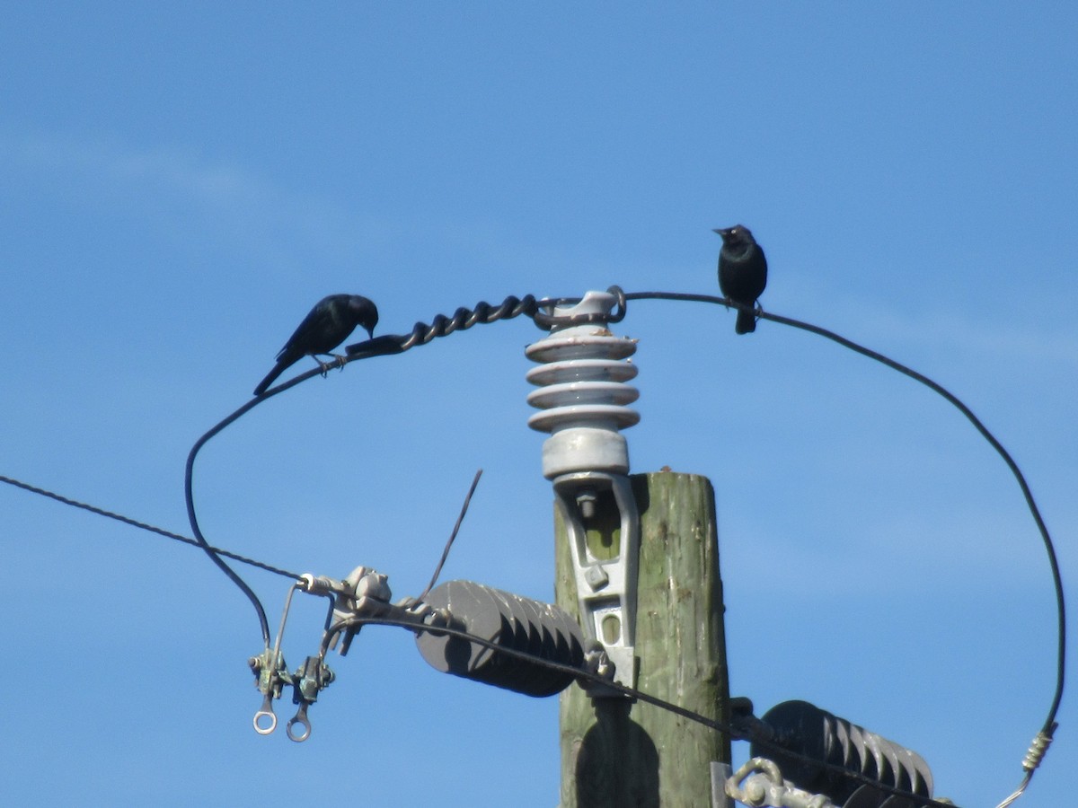 Brewer's Blackbird - ML646051172