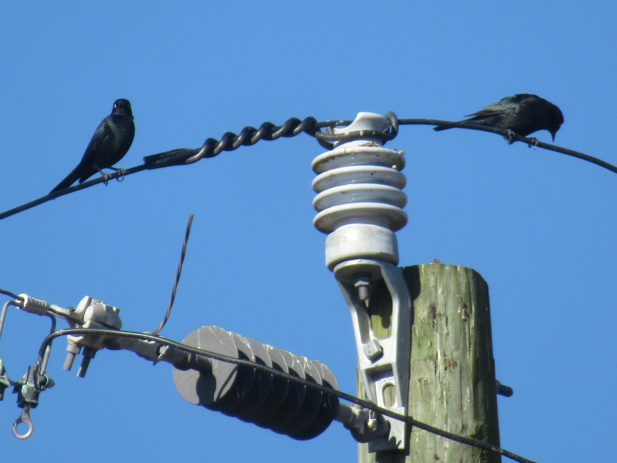 Brewer's Blackbird - ML646051173