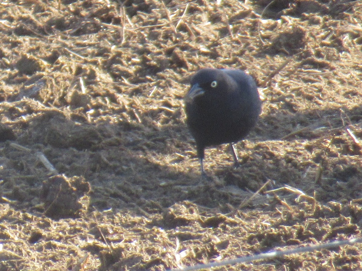 Brewer's Blackbird - ML646051174
