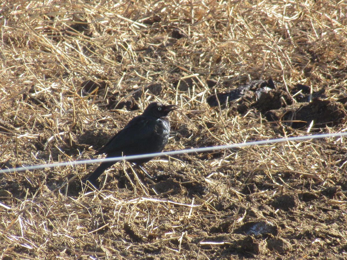Brewer's Blackbird - ML646051175