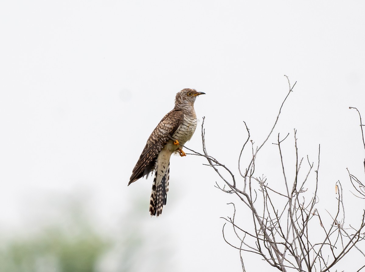 Common Cuckoo - ML646051176