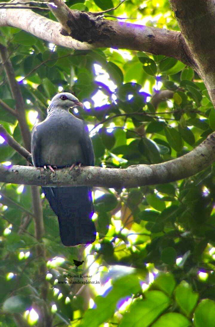 Andaman Güvercini - ML646051179