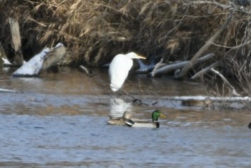 Great Egret - ML646051185