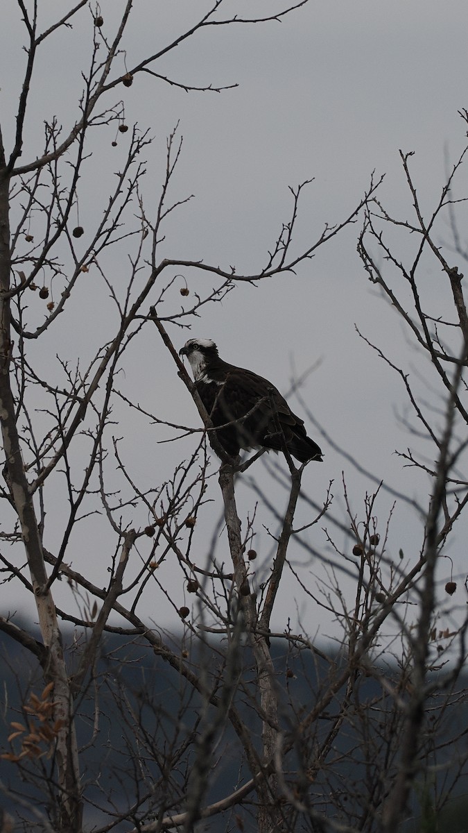 Osprey - ML646051186