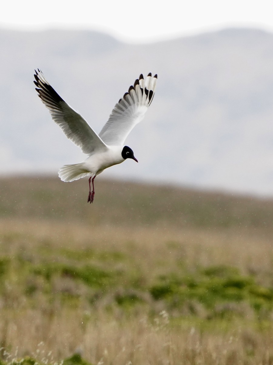 Andean Gull - ML646051193