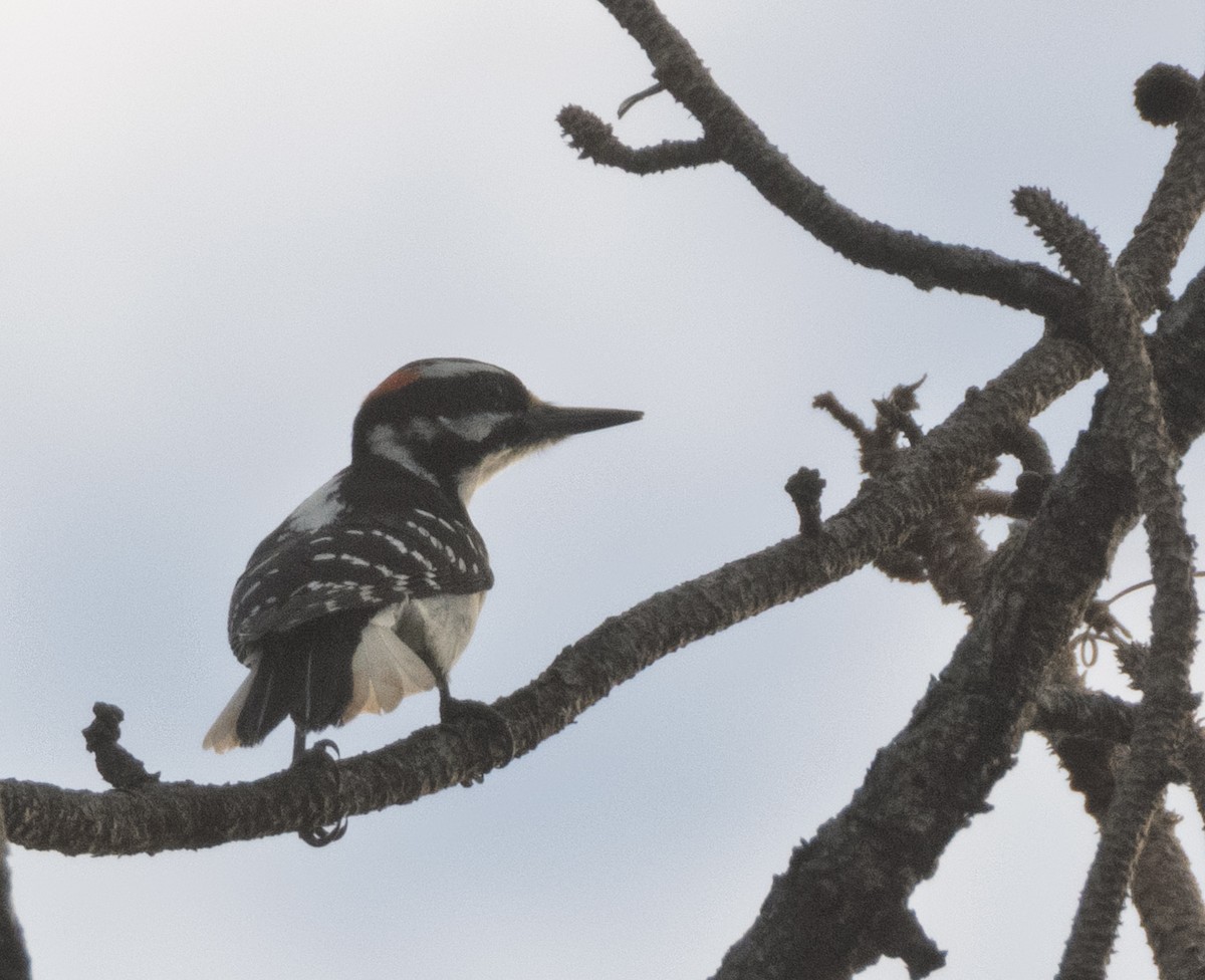Hairy Woodpecker - ML646051196