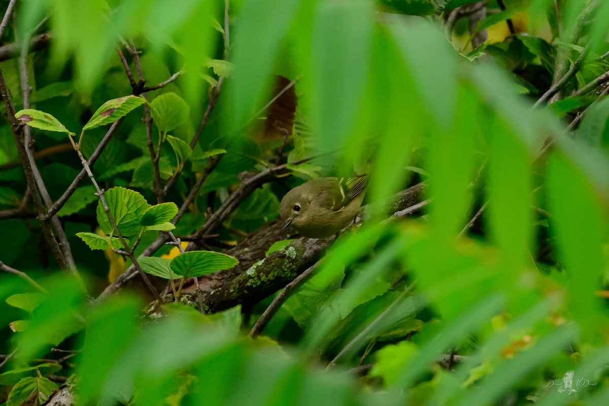מלכילון אמריקני - ML646051201