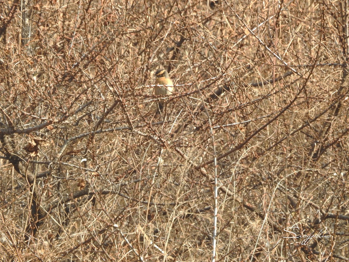 ヤマヒバリ - ML646051204