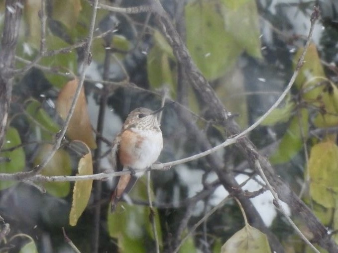 Rufous Hummingbird - ML646051212