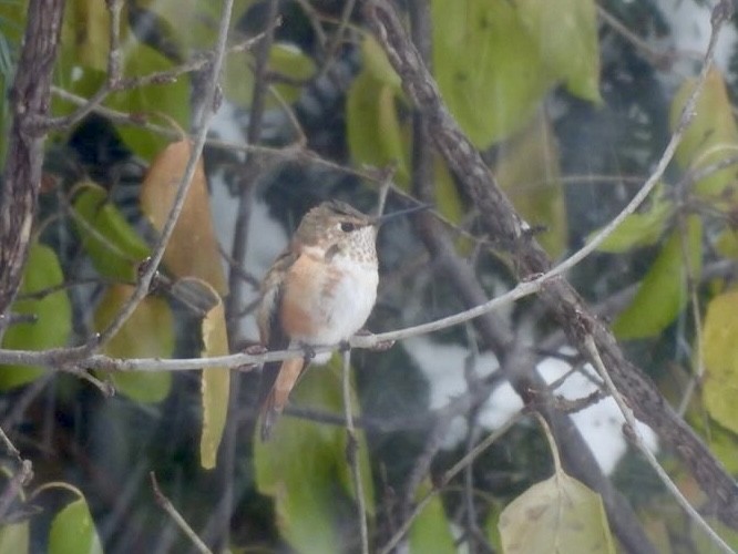 Rufous Hummingbird - ML646051213