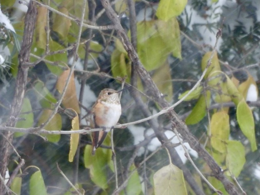 Rufous Hummingbird - ML646051214