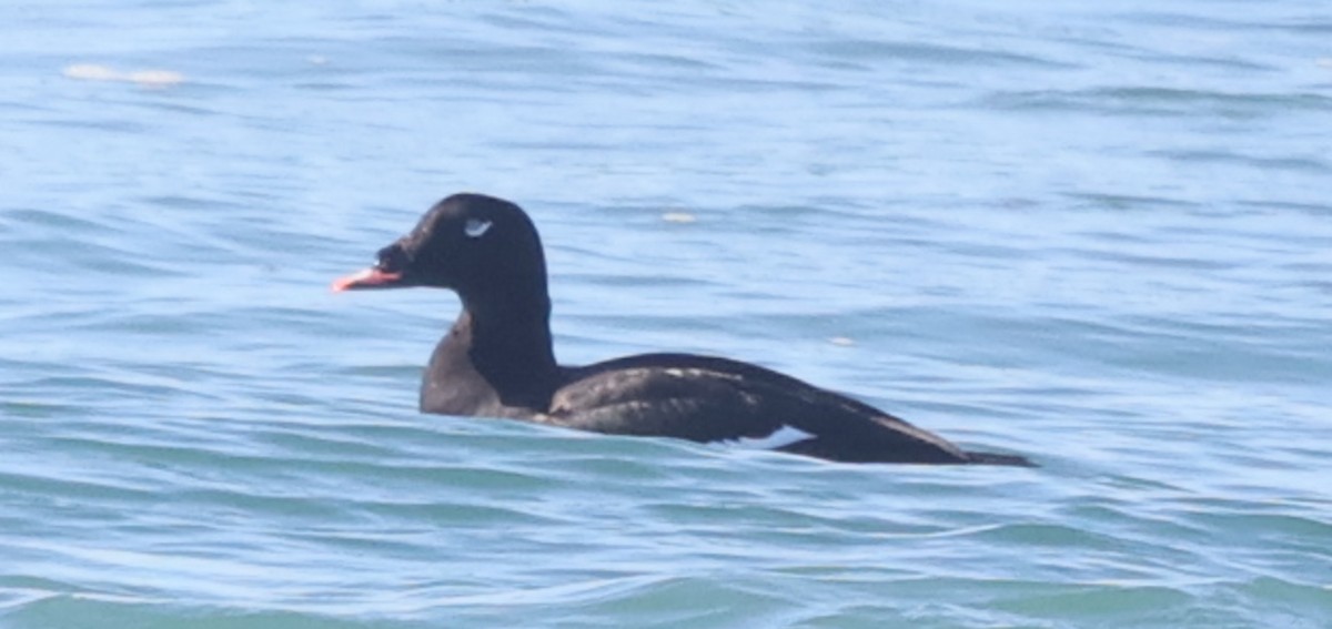 White-winged Scoter - ML646051221