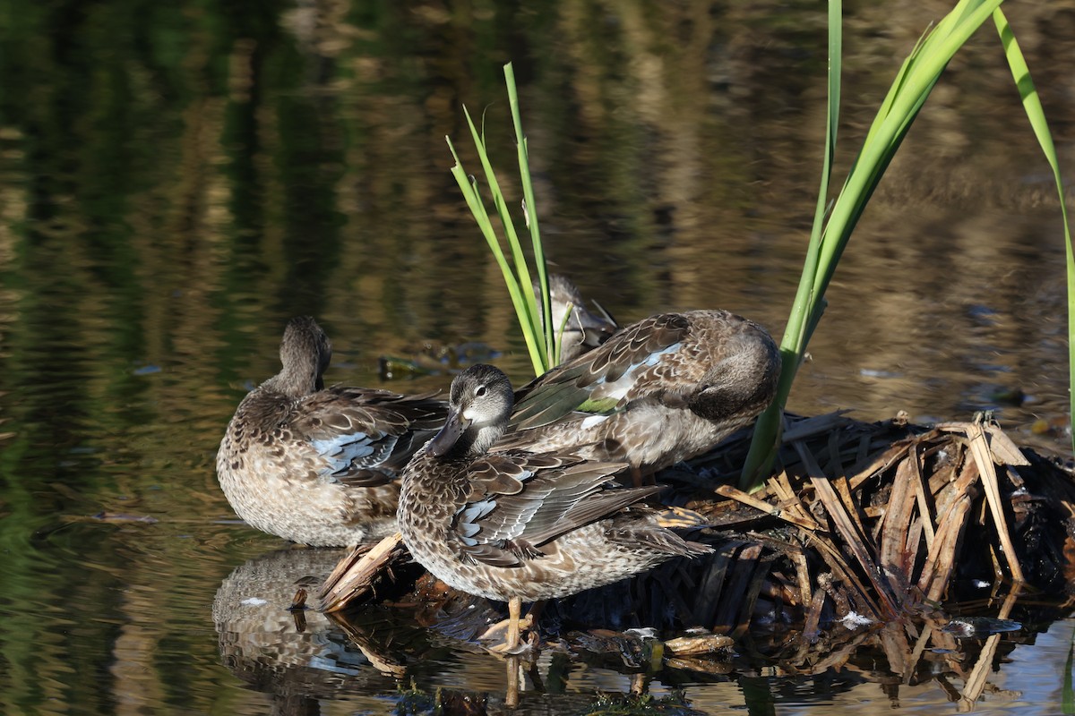 Zertzeta hegalurdina - ML646051227