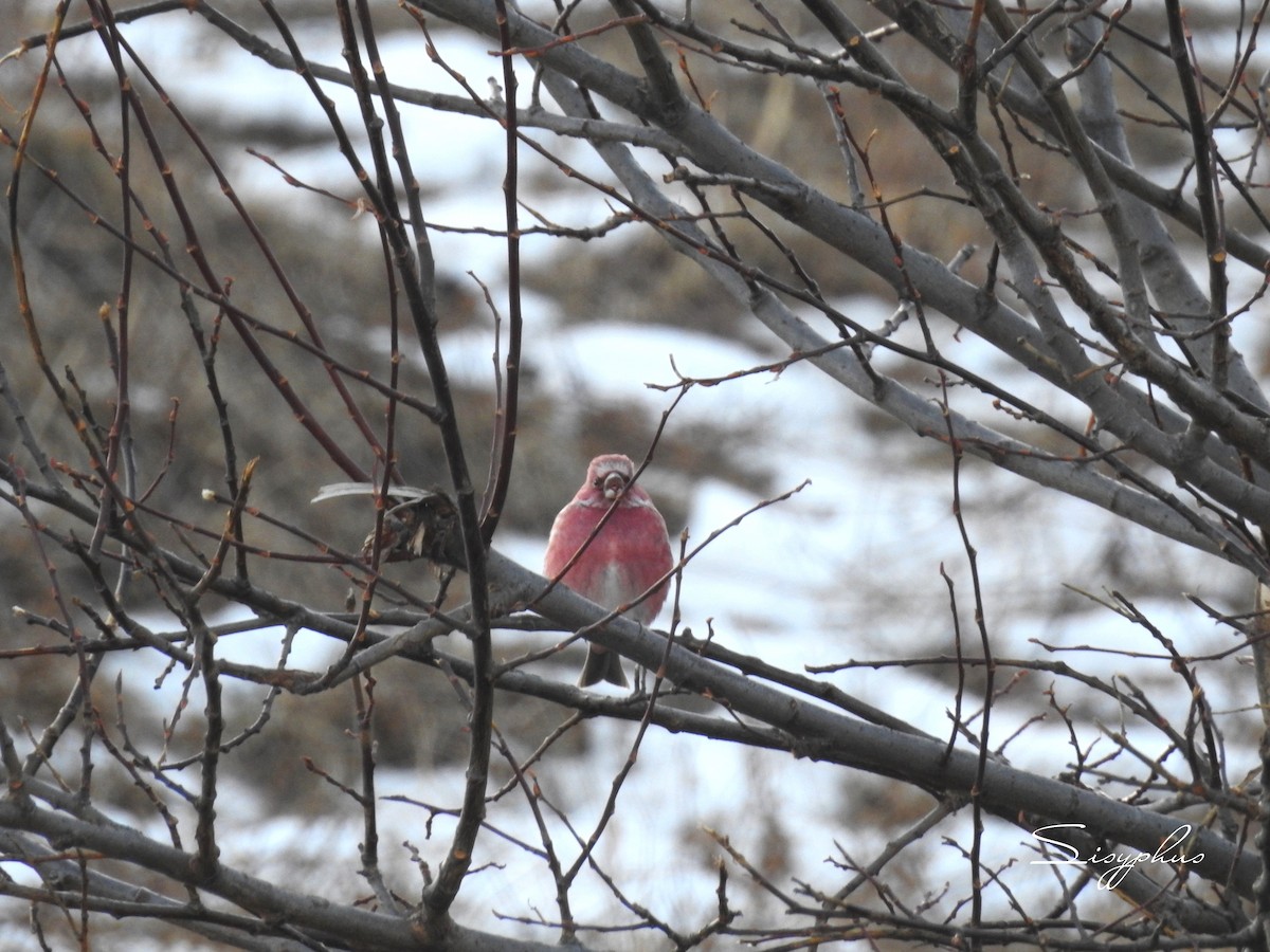 オオマシコ - ML646051229